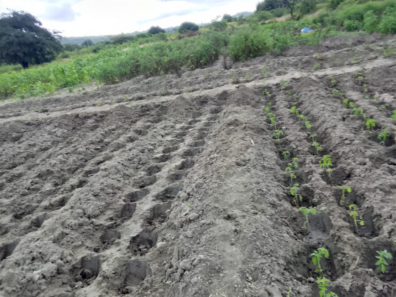 Environmental Conservation